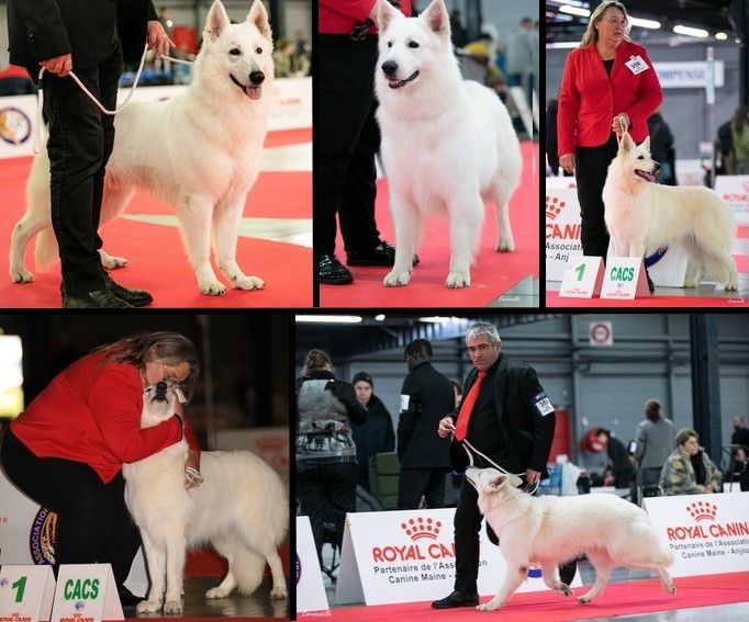 des fantômes de la nuit - Exposition canine nationale du MANS 2022 