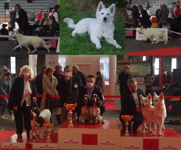 des fantômes de la nuit - Exposition canine internationale de Poitiers 2021