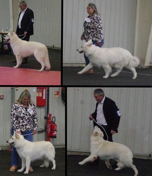 des fantômes de la nuit - Exposition canine nationale de ROUEN 2022