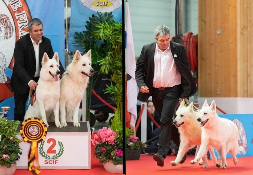 des fantômes de la nuit - PARIS DOG SHOW 2020 (exposition internationale CACIB)