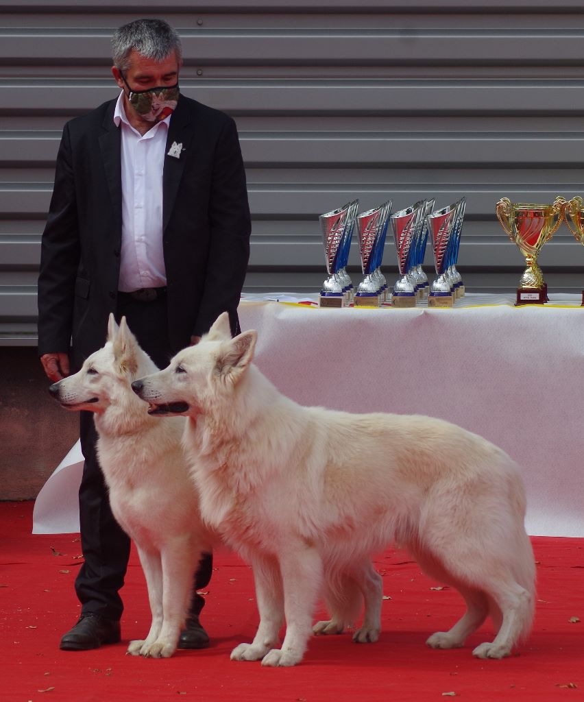 des fantômes de la nuit - EXPOSITION CANINE NATIONALE SEGRE 2020