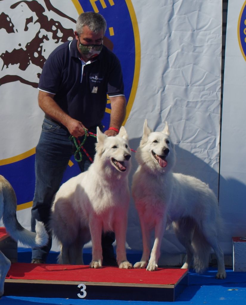 des fantômes de la nuit - Exposition canine nationale de Segré 2021