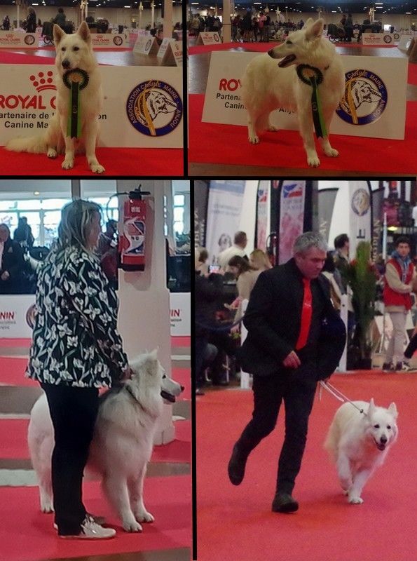 des fantômes de la nuit - Exposition canine nationale  ANGERS 2023