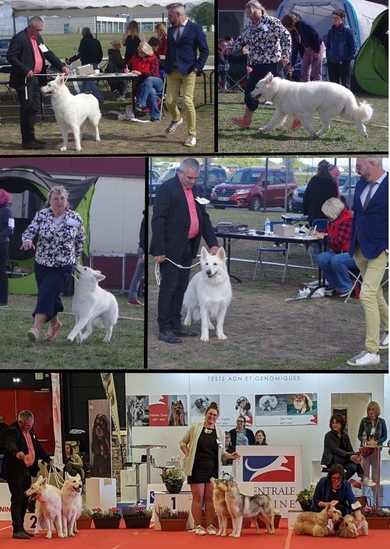 des fantômes de la nuit - Exposition canine nationale de COMPIEGNE  2022