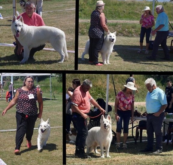 des fantômes de la nuit - Exposition canine nationale de QUIBERVILLE SUR MER  2022