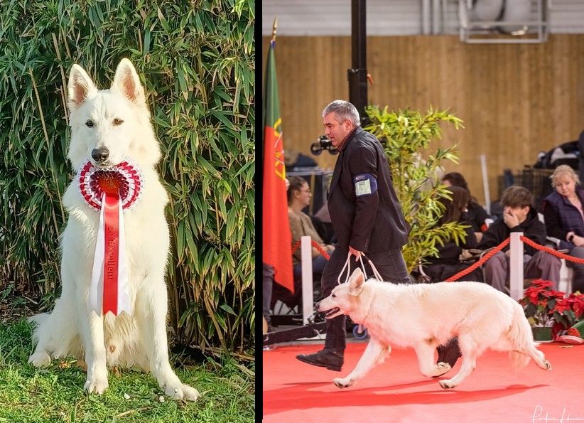 des fantômes de la nuit - PARIS DOG SHOW 2023