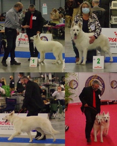 des fantômes de la nuit - Exposition canine nationale du Mans 2021