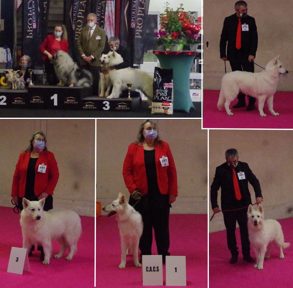 des fantômes de la nuit - Exposition canine internationale de BOURGES 2022