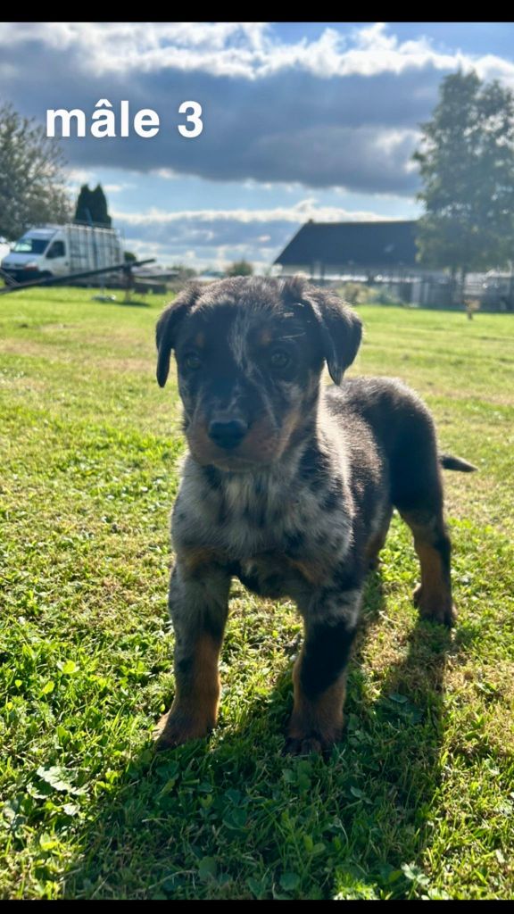 des gardiens d'Athéna - Chiots disponibles - Berger de Beauce