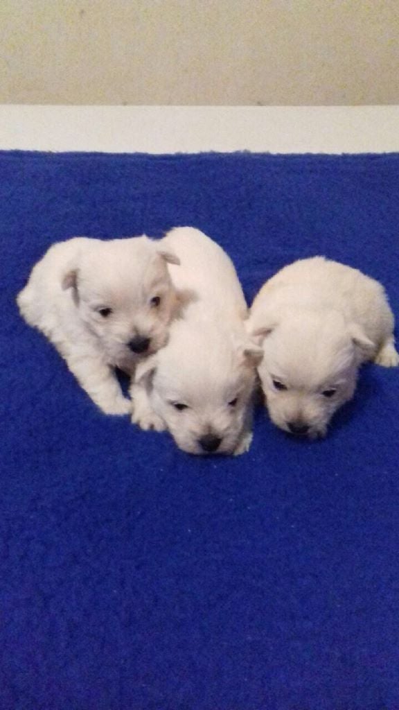 Chiots westies