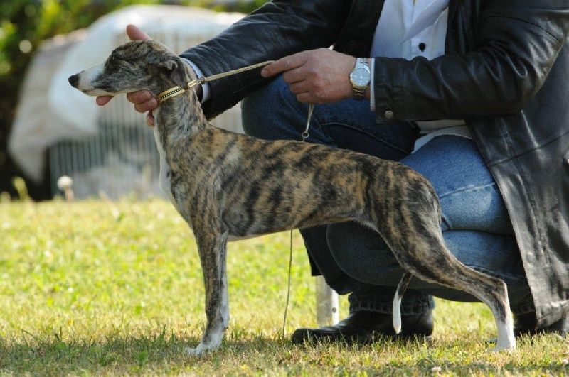 von Hoëhenzoller - SAUVONS LE VRAI WHIPPET