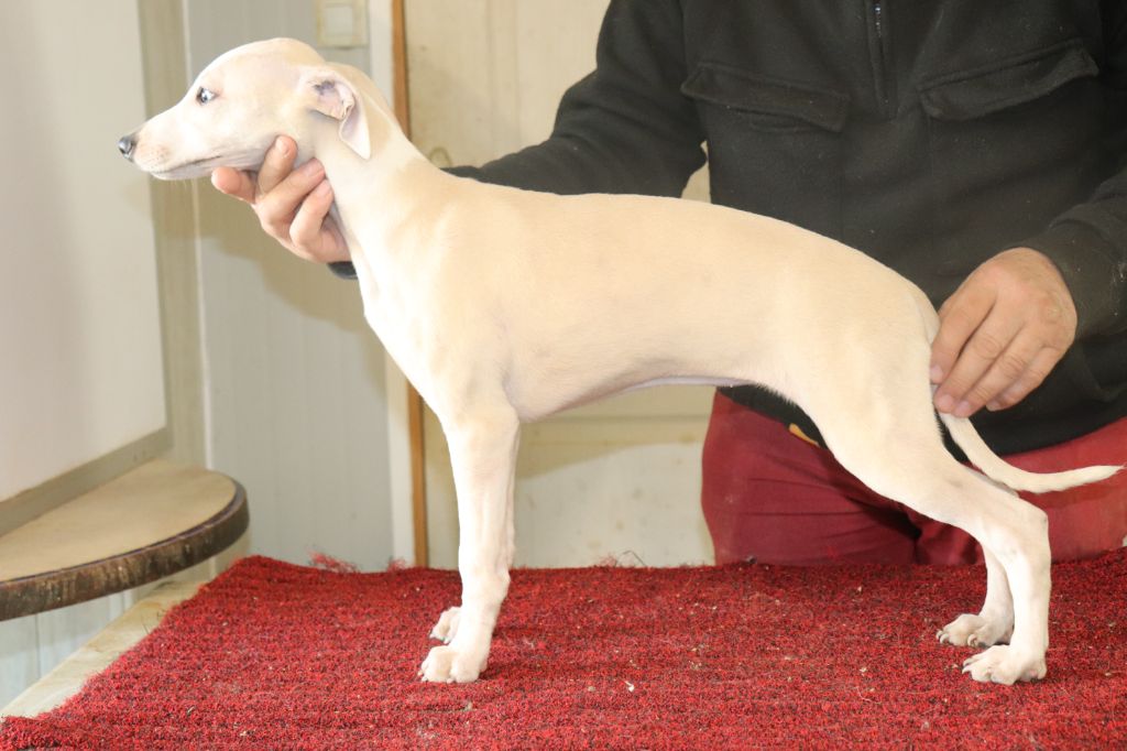 von Hoëhenzoller - Chiots disponibles - Whippet