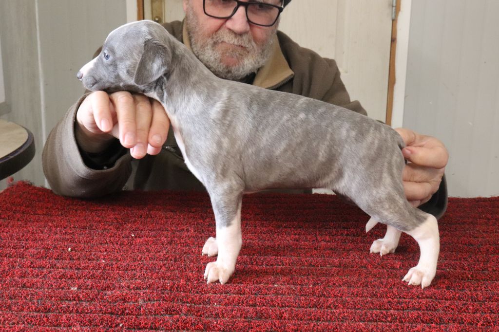 von Hoëhenzoller - Chiots disponibles - Whippet