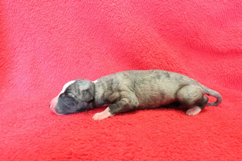 von Hoëhenzoller - Chiots disponibles - Whippet