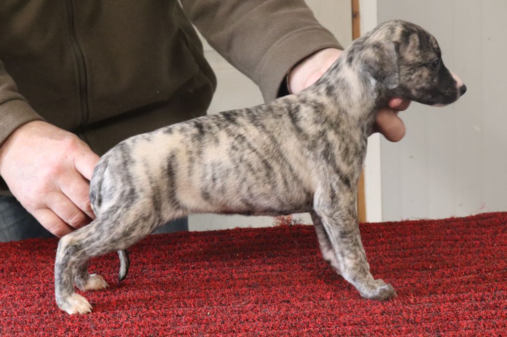 von Hoëhenzoller - Chiots disponibles - Whippet