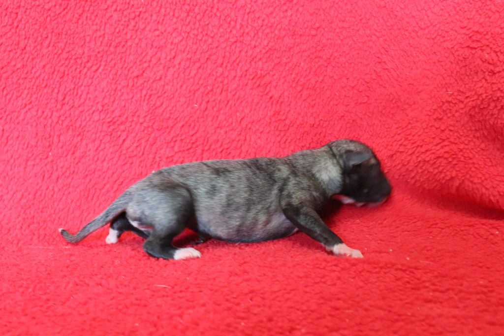 von Hoëhenzoller - Chiots disponibles - Whippet