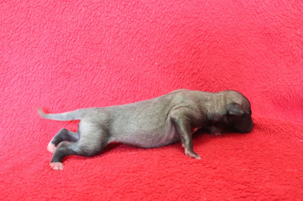 von Hoëhenzoller - Chiots disponibles - Whippet