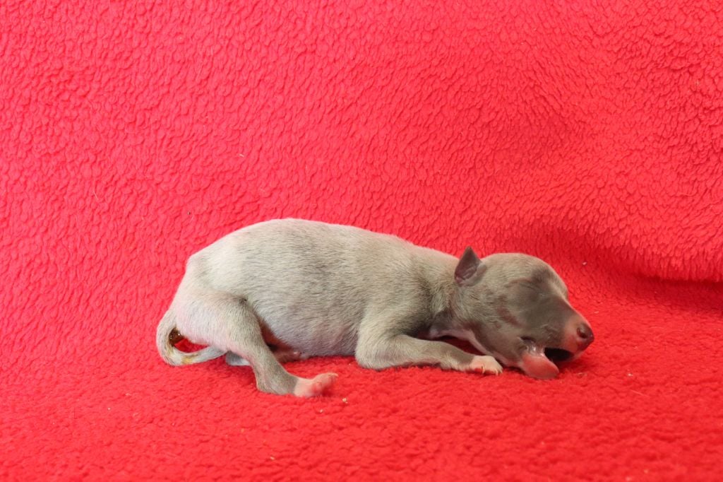 von Hoëhenzoller - Chiots disponibles - Whippet