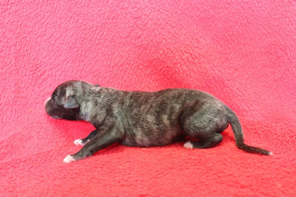 von Hoëhenzoller - Chiots disponibles - Whippet