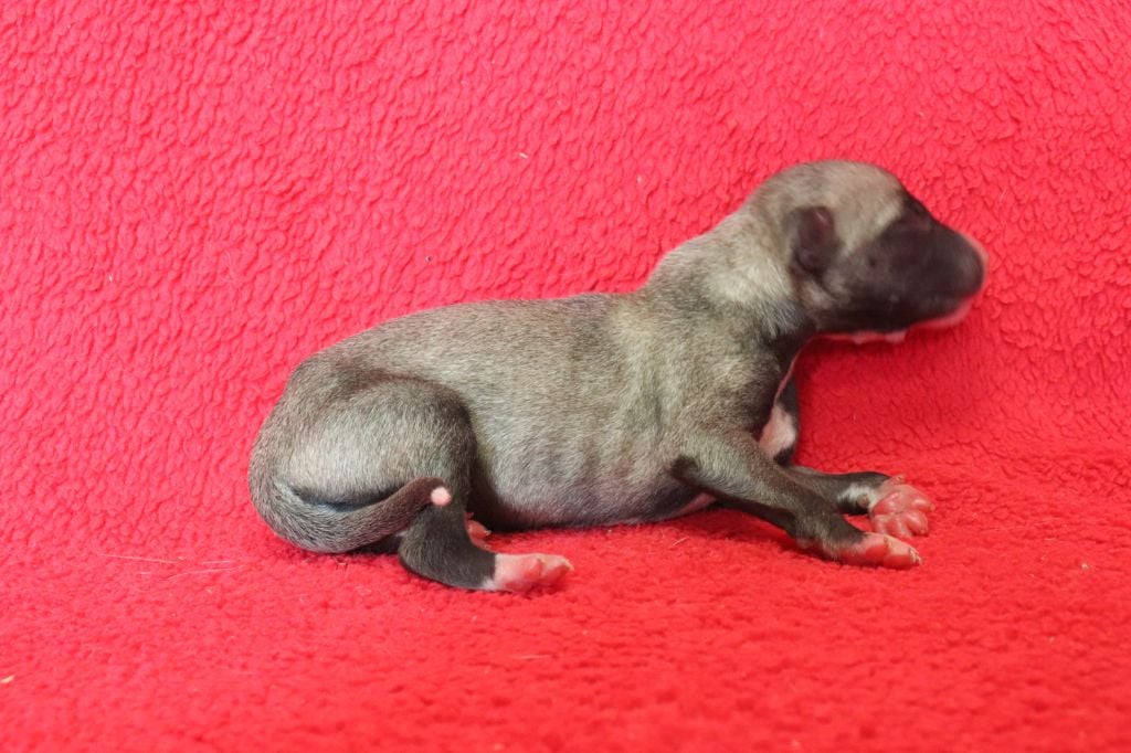 von Hoëhenzoller - Chiots disponibles - Whippet