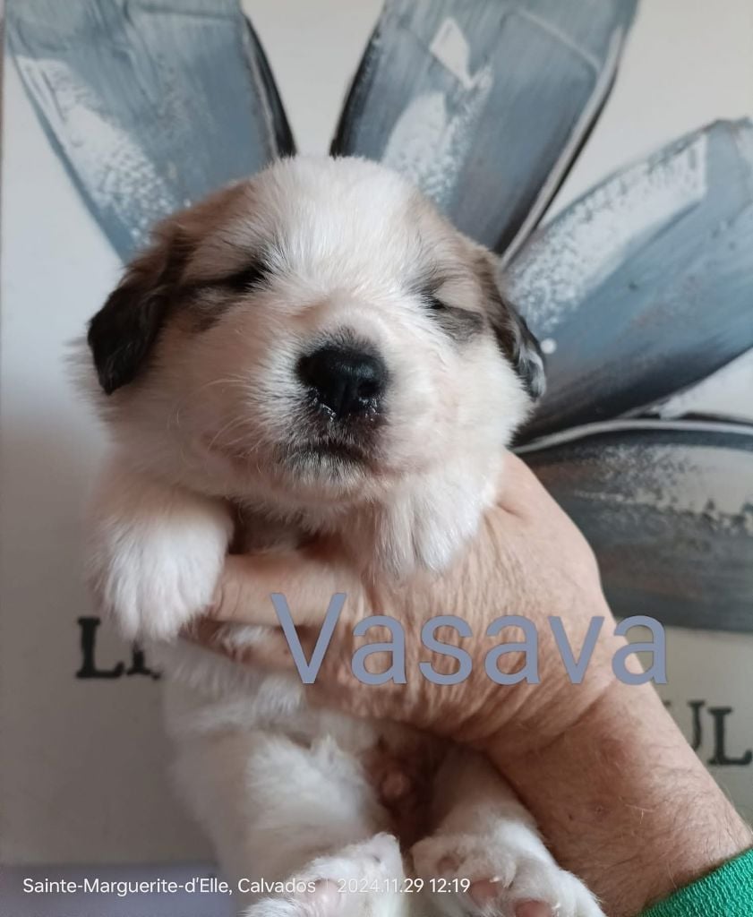 du Val de Pyrène - Chiots disponibles - Chien de Montagne des Pyrenees