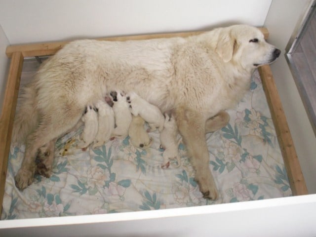 Chiot Chien de Montagne des Pyrenees du Val de Pyrène