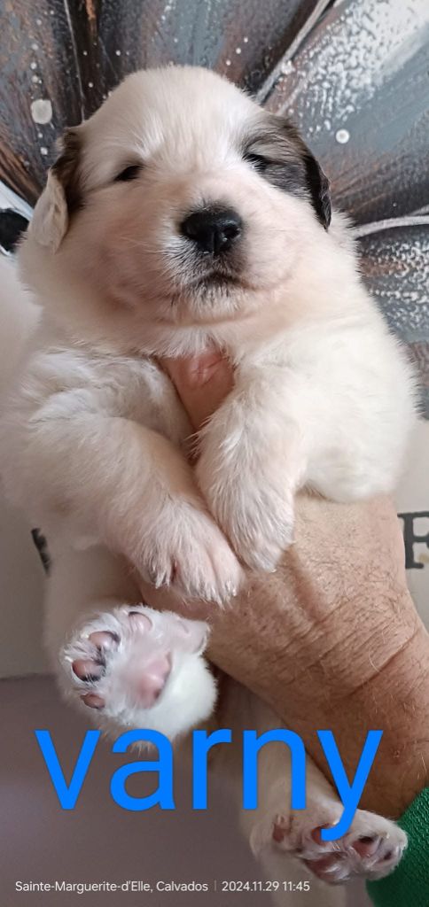 du Val de Pyrène - Chiots disponibles - Chien de Montagne des Pyrenees