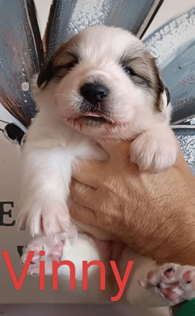 du Val de Pyrène - Chiots disponibles - Chien de Montagne des Pyrenees