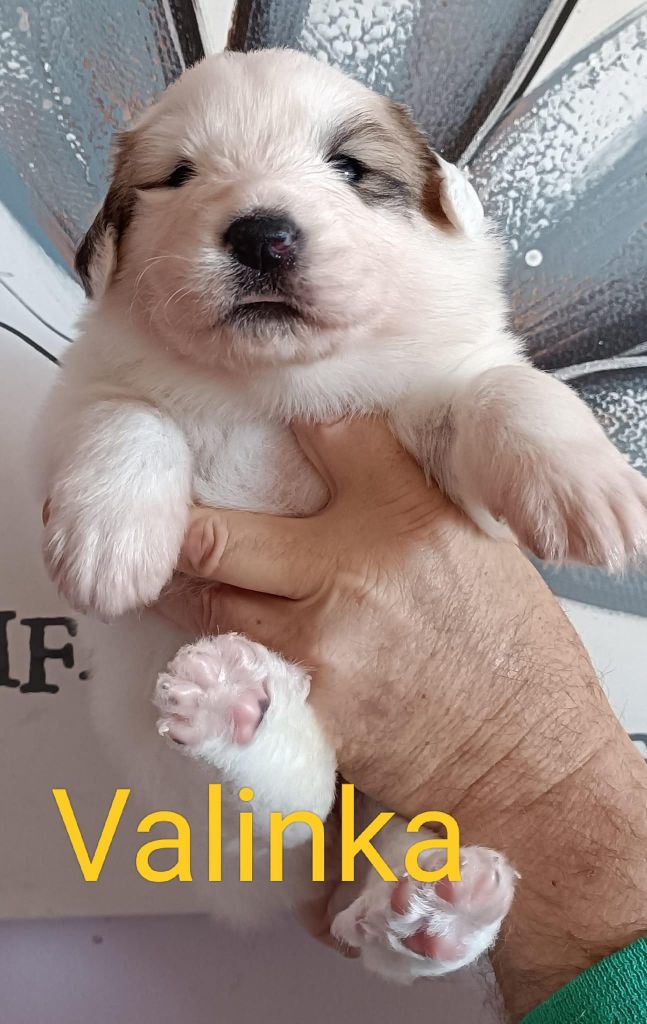 du Val de Pyrène - Chiots disponibles - Chien de Montagne des Pyrenees