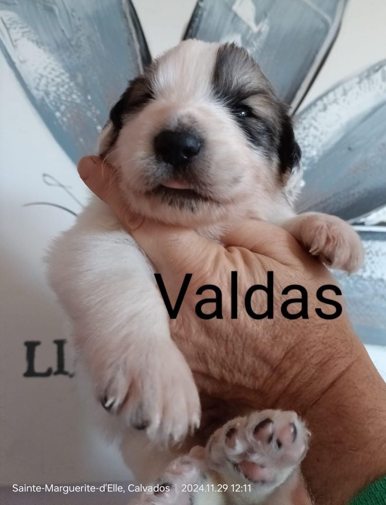 Valdas