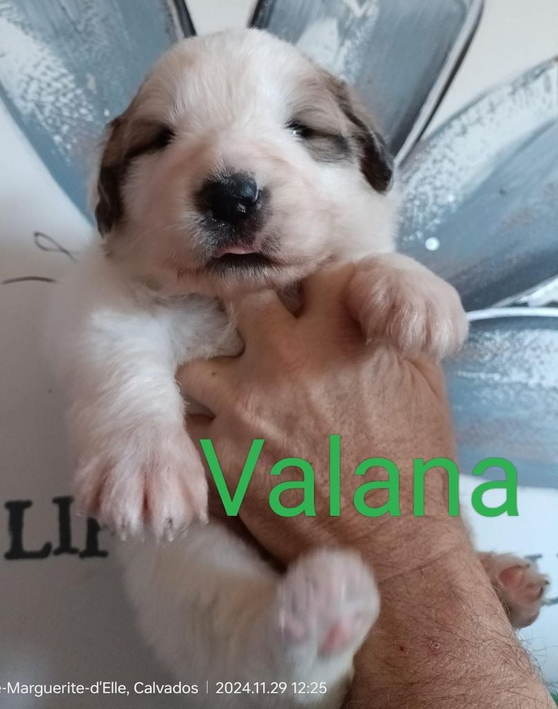 du Val de Pyrène - Chiots disponibles - Chien de Montagne des Pyrenees