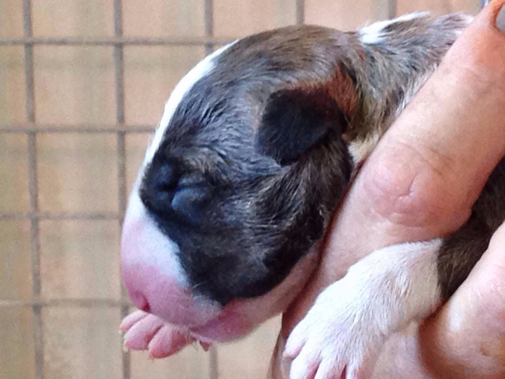 of Little Devil - Chiots disponibles - Bull Terrier