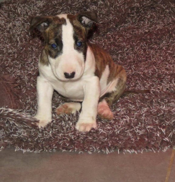 of Little Devil - Chiots disponibles - Bull Terrier