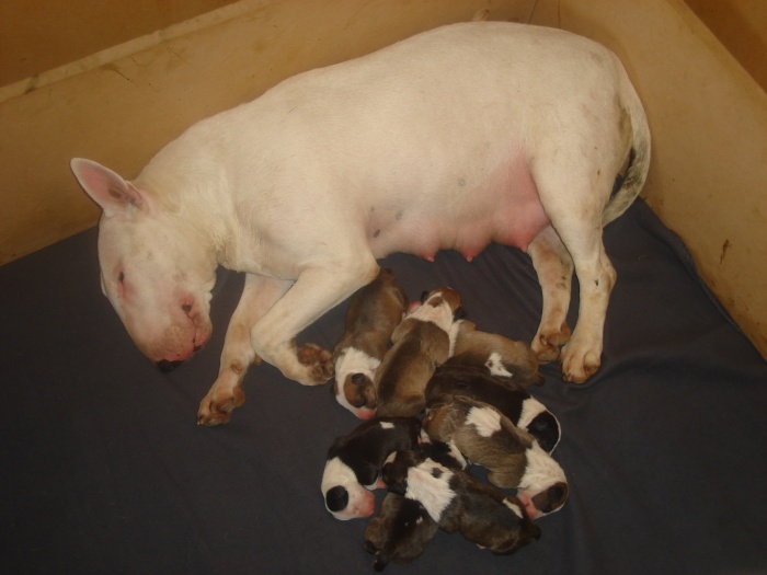 of Little Devil - Bull Terrier - Portée née le 10/08/2009