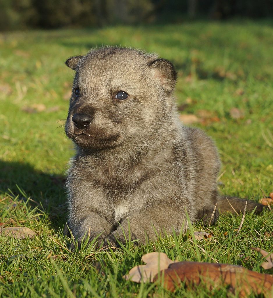 Canens Africae - Nouveaux chiots disponibles à l'élevage Canens Africae