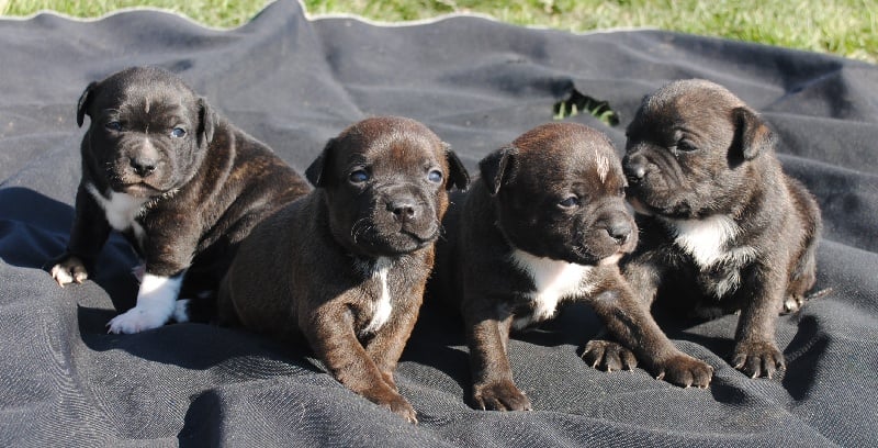 Of big-idle - Staffordshire Bull Terrier - Portée née le 02/02/2014