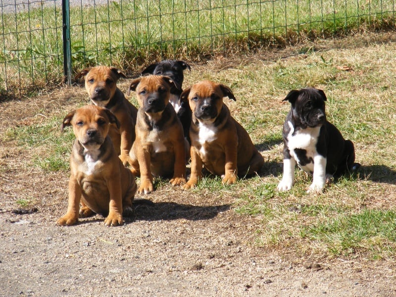 Of big-idle - Staffordshire Bull Terrier - Portée née le 24/07/2012