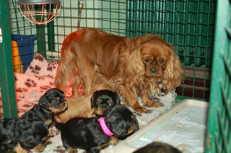 du domaine de l'ostrevent - Cavalier King Charles Spaniel - Portée née le 17/12/2009