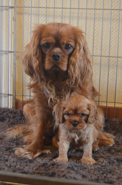 du domaine de l'ostrevent - Cavalier King Charles Spaniel - Portée née le 13/01/2013