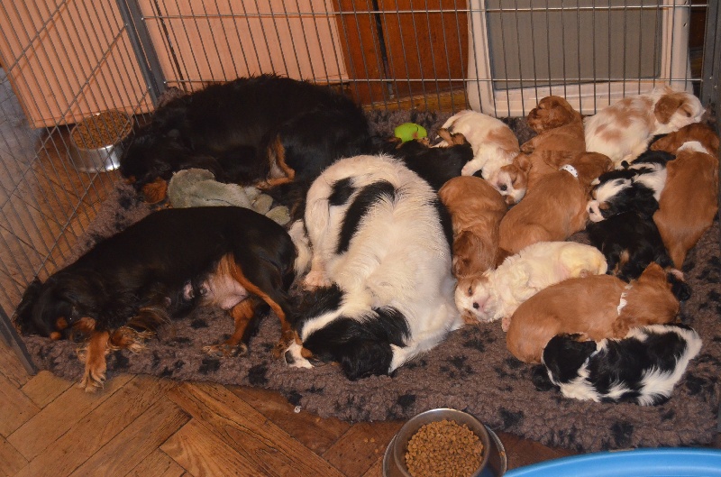 Chiot Cavalier King Charles Spaniel du domaine de l'ostrevent