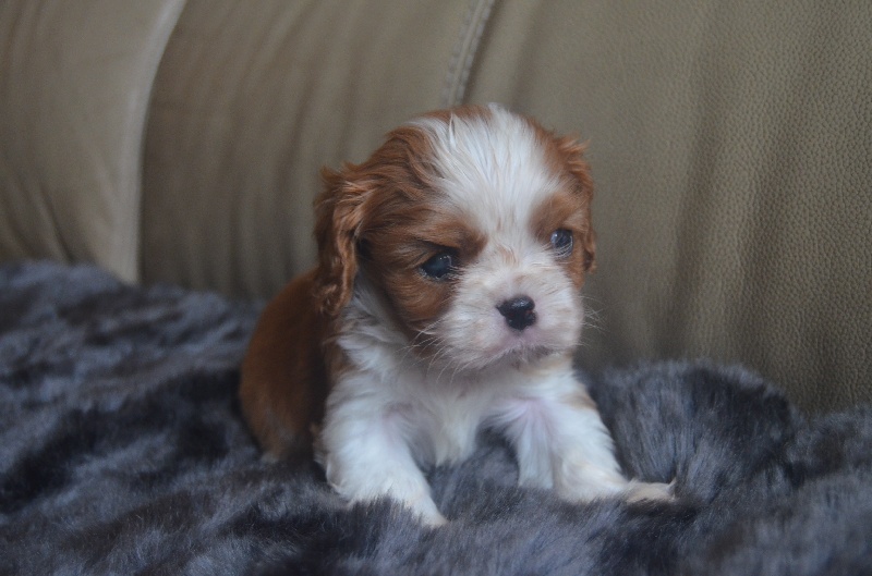 du domaine de l'ostrevent - Cavalier King Charles Spaniel - Portée née le 12/03/2015