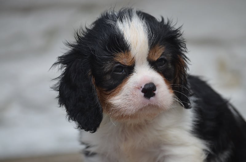 du domaine de l'ostrevent - Cavalier King Charles Spaniel - Portée née le 11/05/2016