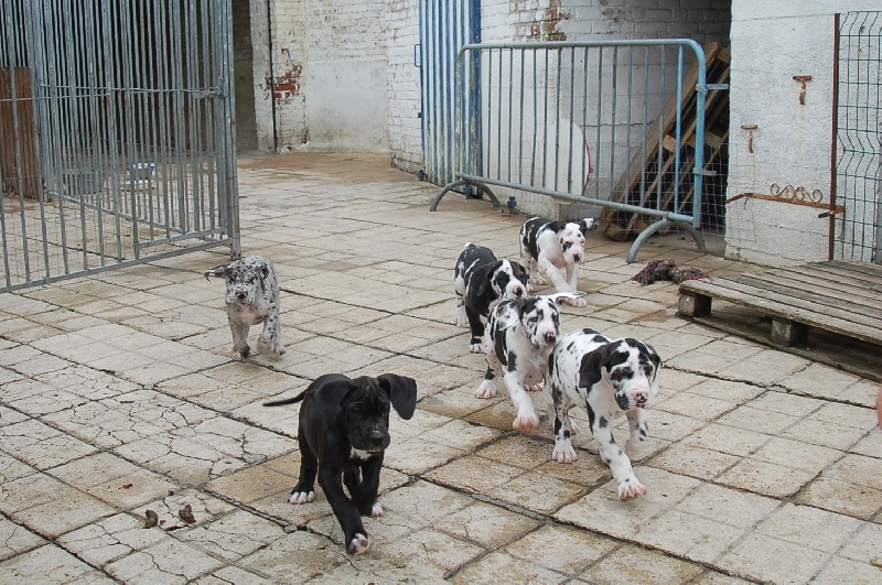 du domaine de l'ostrevent - Dogue allemand - Portée née le 27/08/2009