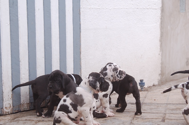 du domaine de l'ostrevent - Dogue allemand - Portée née le 25/03/2012