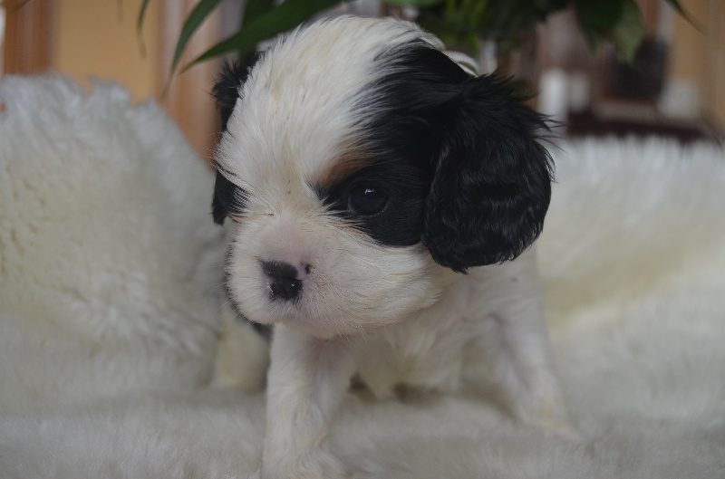 du domaine de l'ostrevent - Cavalier King Charles Spaniel - Portée née le 22/03/2013