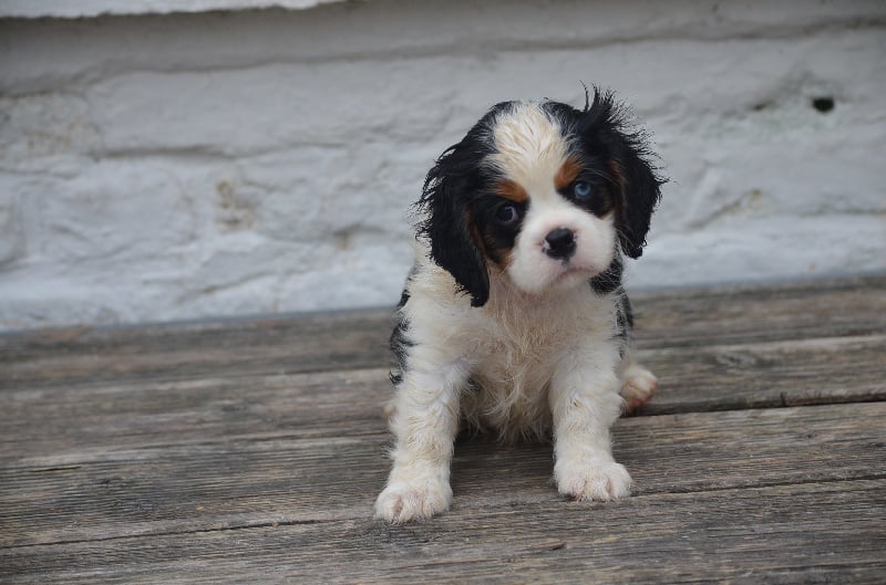 du domaine de l'ostrevent - Cavalier King Charles Spaniel - Portée née le 17/05/2016