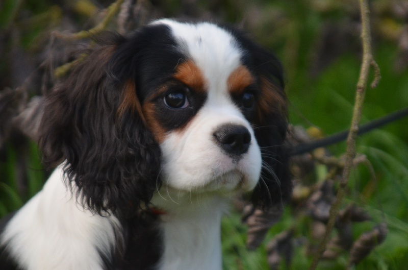 du domaine de l'ostrevent - Cavalier King Charles Spaniel - Portée née le 17/06/2012