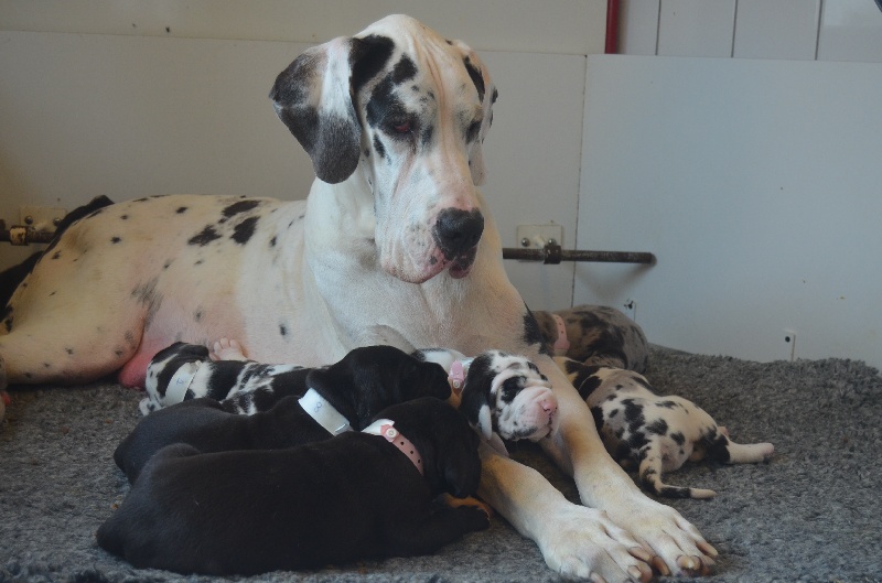 Chiot Dogue allemand du domaine de l'ostrevent