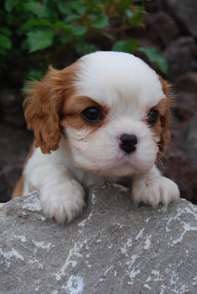 du domaine de l'ostrevent - Cavalier King Charles Spaniel - Portée née le 15/04/2012