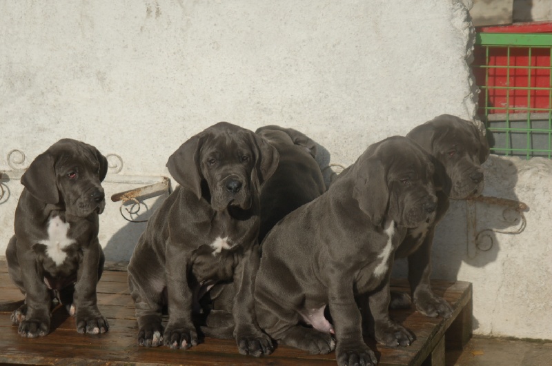 Chiot Dogue allemand du domaine de l'ostrevent